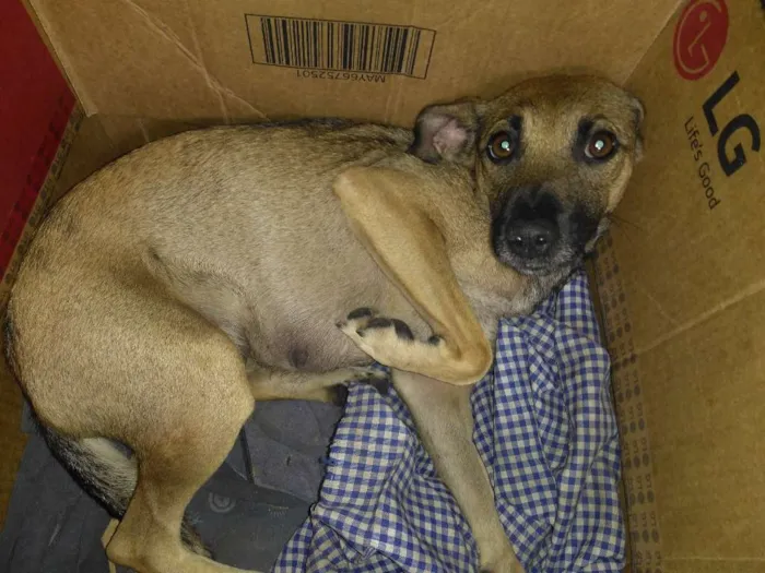 Cachorro ra a Viralata idade 1 ano nome Bela 