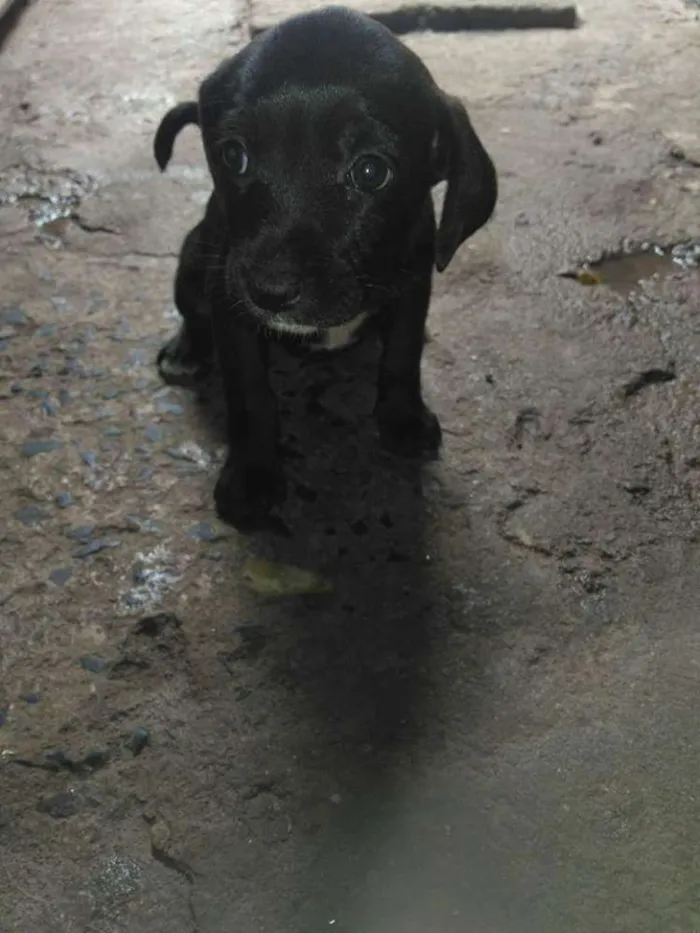 Cachorro ra a Vita lata idade Abaixo de 2 meses nome Neguinha