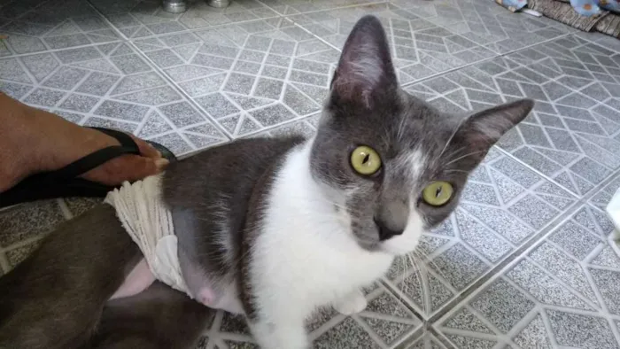 Gato ra a Nao definida idade 1 ano nome Gatinha abandonada