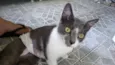 Gatinha abandonada