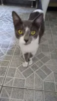 Gatinha abandonada