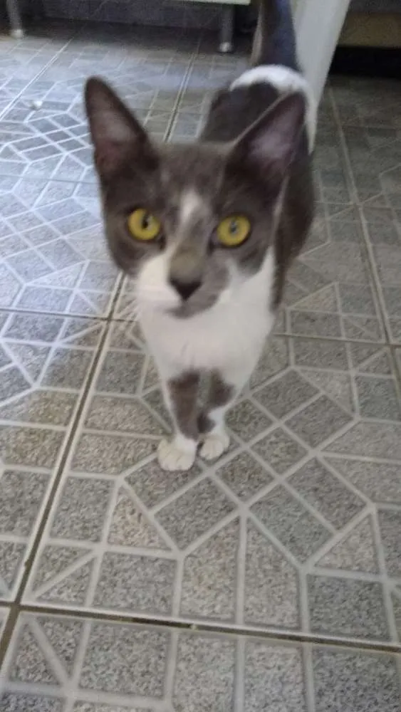 Gato ra a Nao definida idade 1 ano nome Gatinha abandonada