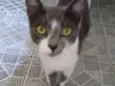 Gatinha abandonada
