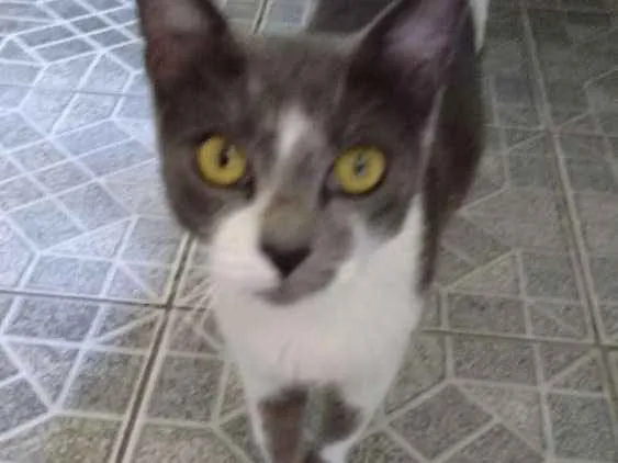Gato ra a Nao definida idade 1 ano nome Gatinha abandonada