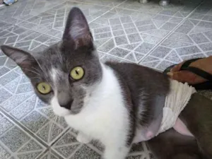 Gato raça Nao definida idade 1 ano nome Gatinha abandonada