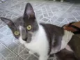 Gatinha abandonada