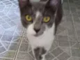Gatinha abandonada