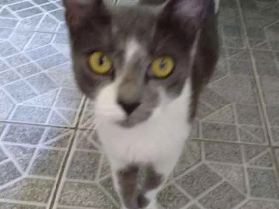 Gato ra a Nao definida idade 1 ano nome Gatinha abandonada