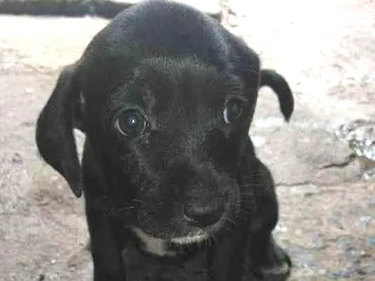 Cachorro ra a Vita lata idade Abaixo de 2 meses nome Neguinha