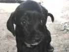 Cachorro raça Vita lata idade Abaixo de 2 meses nome Neguinha