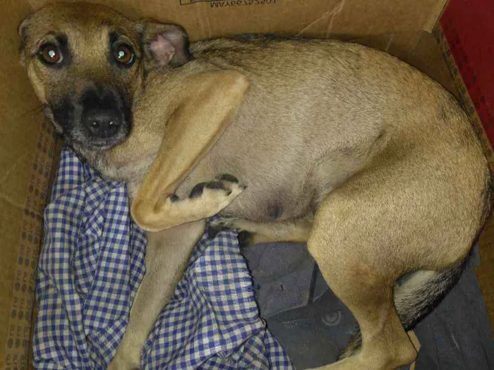 Cachorro ra a Viralata idade 1 ano nome Bela 