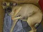 Cachorro raça Viralata idade 1 ano nome Bela 