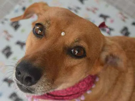 Cachorro ra a SRD idade 3 anos nome Vicky