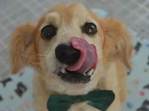 Cachorro raça SRD idade 6 ou mais anos nome Zé Vitor