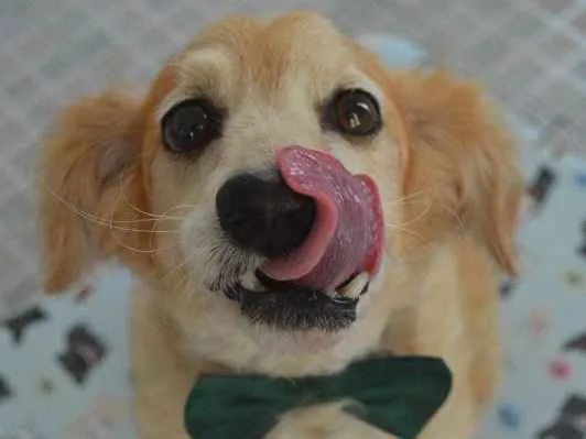 Cachorro ra a SRD idade 6 ou mais anos nome Zé Vitor