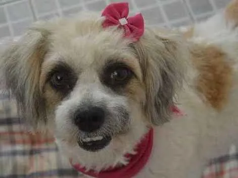 Cachorro ra a SRD idade 2 anos nome Lorin