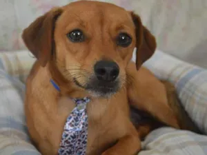 Cachorro raça SRD idade 2 anos nome Bebê