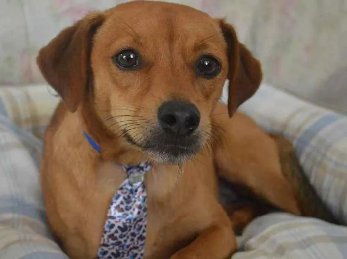 Cachorro ra a SRD idade 2 anos nome Bebê