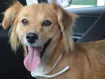 Cachorro ra a SRD idade 2 anos nome Minerva