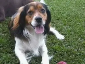 Cachorro raça SRD idade 6 ou mais anos nome Marley