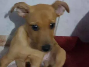 Cachorro raça Sem reça definida idade 2 a 6 meses nome Não tem