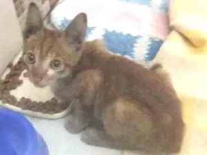 Gato raça SRD idade Abaixo de 2 meses nome Tiger