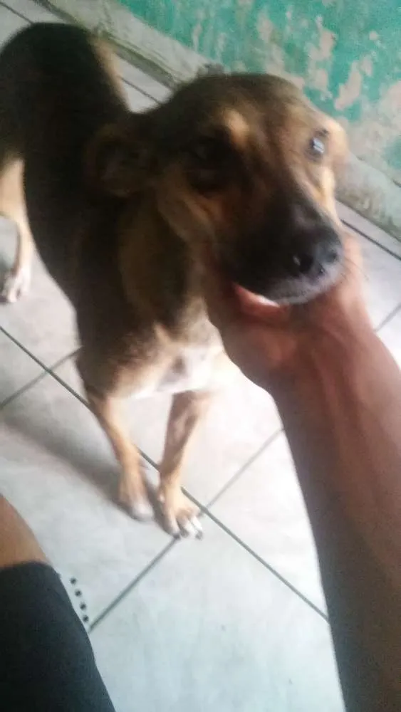 Cachorro raça Vira lata idade 7 a 11 meses nome Kira Santos Tomaz