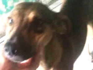 Cachorro raça Vira lata idade 7 a 11 meses nome Kira Santos Tomaz