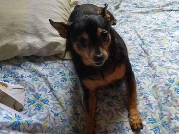 Cachorro ra a Pinscher idade 6 ou mais anos nome Menina