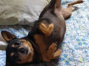 Cachorro raça Pinscher idade 6 ou mais anos nome Menina