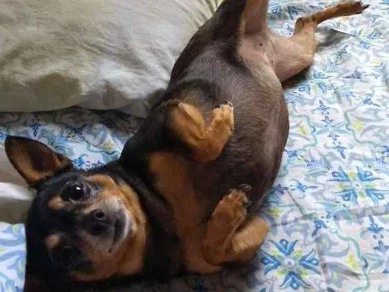 Cachorro ra a Pinscher idade 6 ou mais anos nome Menina
