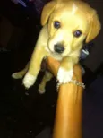 Bolt