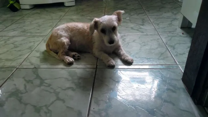 Cachorro raça Poodle idade 3 anos nome Amora
