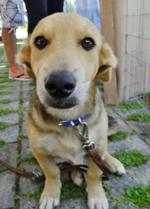 Cachorro ra a SRD idade 7 a 11 meses nome Barack