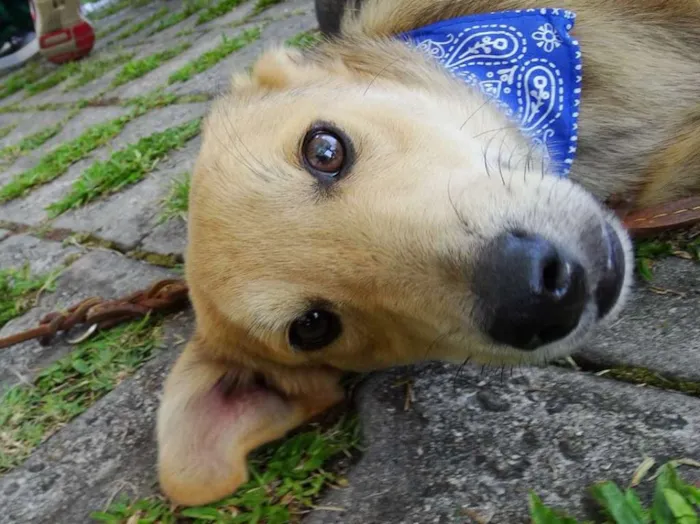 Cachorro ra a SRD idade 7 a 11 meses nome Barack