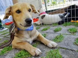 Cachorro raça SRD idade 7 a 11 meses nome Barack