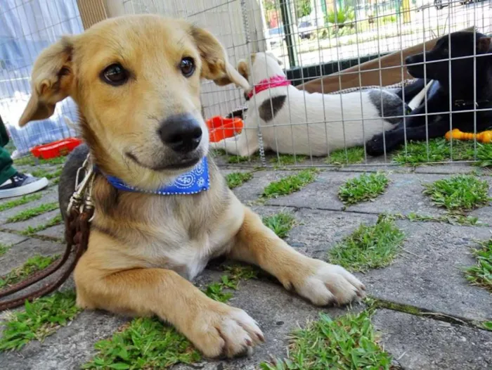 Cachorro ra a SRD idade 7 a 11 meses nome Barack