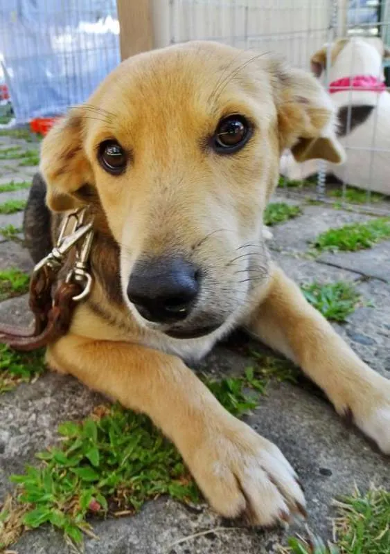 Cachorro ra a SRD idade 7 a 11 meses nome Barack