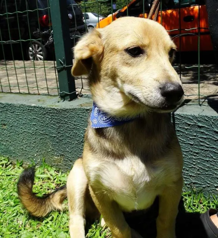 Cachorro ra a SRD idade 7 a 11 meses nome Barack