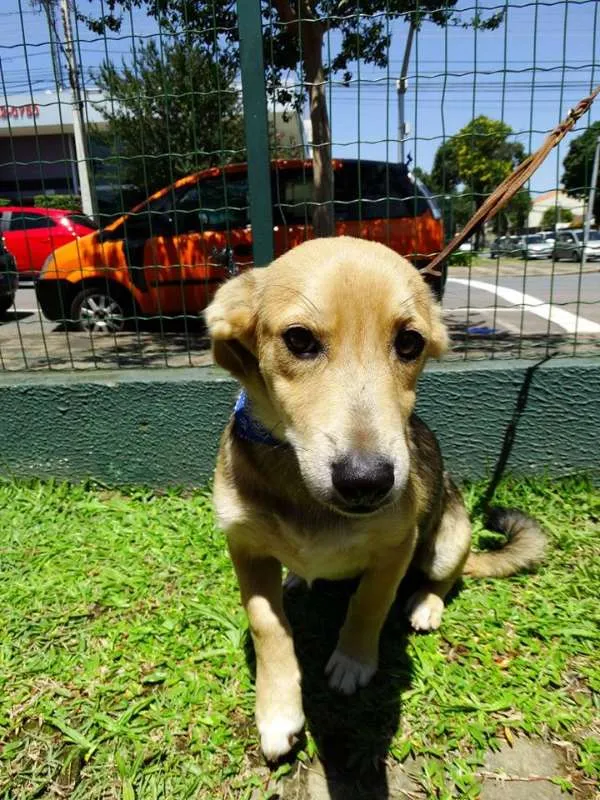 Cachorro ra a SRD idade 7 a 11 meses nome Barack