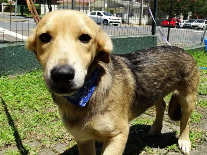 Cachorro ra a SRD idade 7 a 11 meses nome Barack