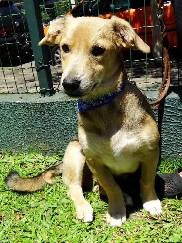 Cachorro ra a SRD idade 7 a 11 meses nome Barack