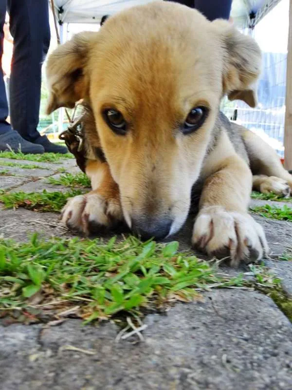 Cachorro ra a SRD idade 7 a 11 meses nome Barack