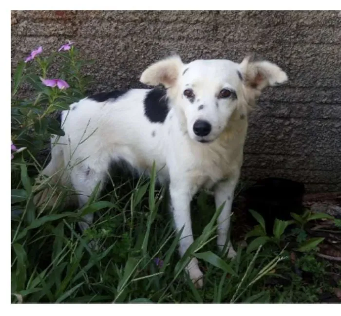 Cachorro ra a SRD idade 4 anos nome Branquinha