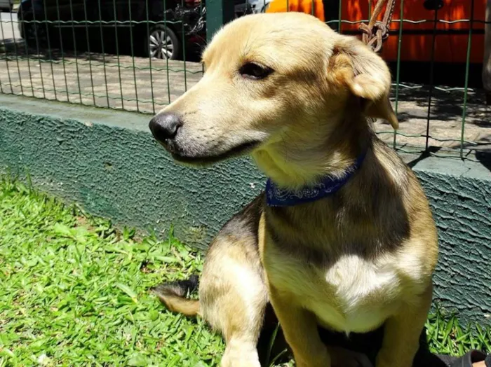 Cachorro ra a SRD idade 7 a 11 meses nome Barack