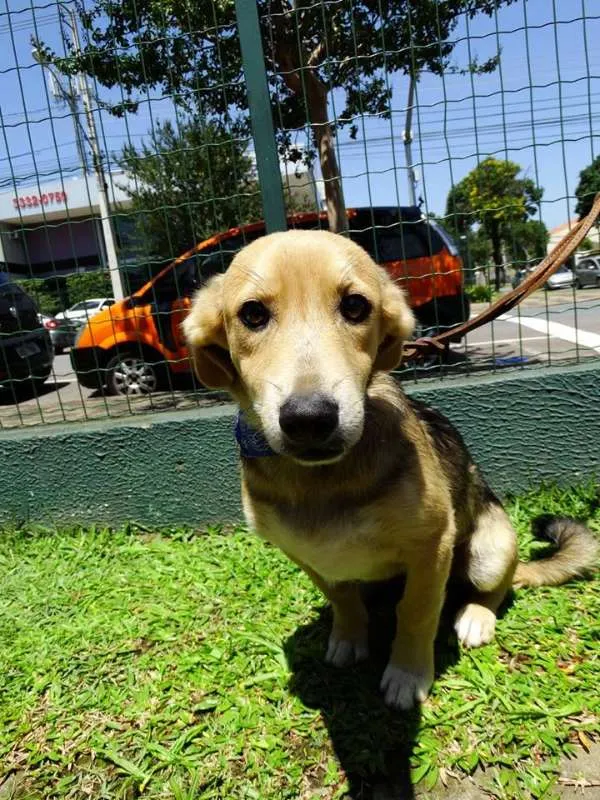 Cachorro ra a SRD idade 7 a 11 meses nome Barack