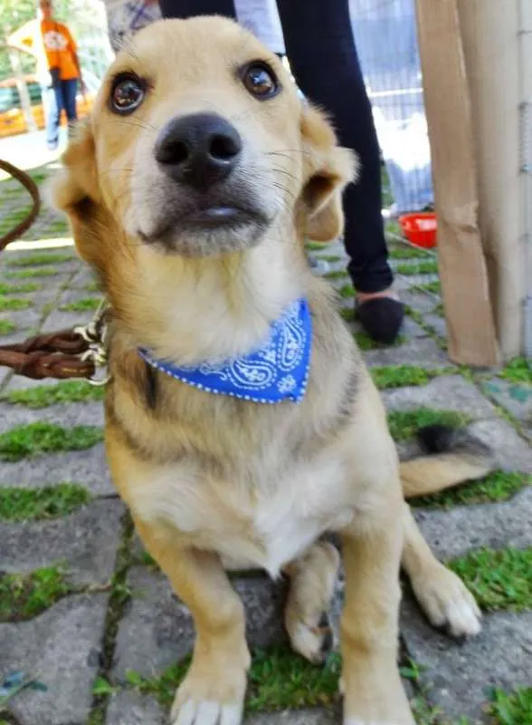 Cachorro ra a SRD idade 7 a 11 meses nome Barack