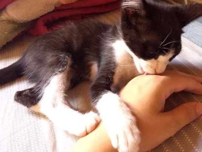 Gato ra a Srd idade 2 a 6 meses nome Léo