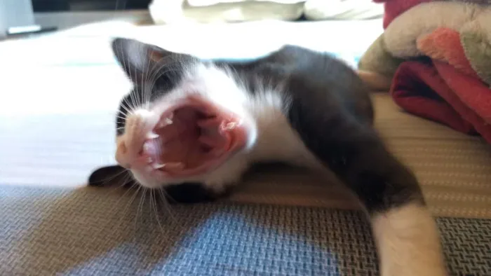 Gato ra a Srd idade 2 a 6 meses nome Léo