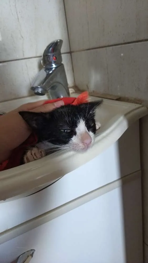 Gato ra a Srd idade 2 a 6 meses nome Léo